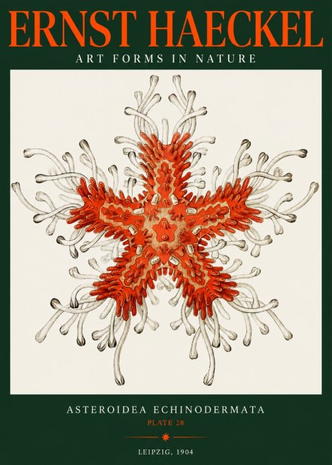 Ernst Haeckel Asteroidea Echinodermata Plate 28 No2 - Affiche
