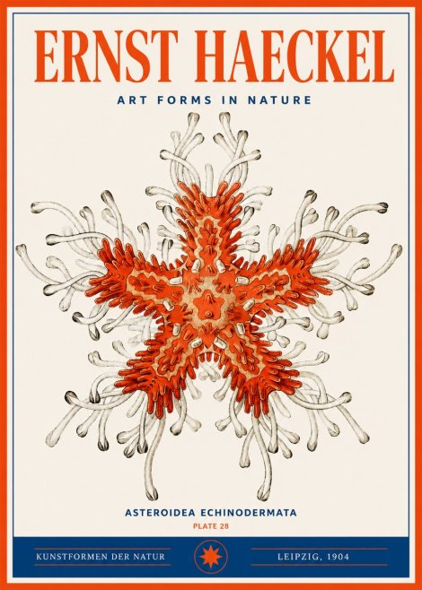 Ernst Haeckel Asteroidea Echinodermata Plate 28 No3 - Affiche