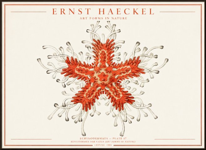 Ernst Haeckel Asteroidea Echinodermata Plate 28 No4 - Affiche