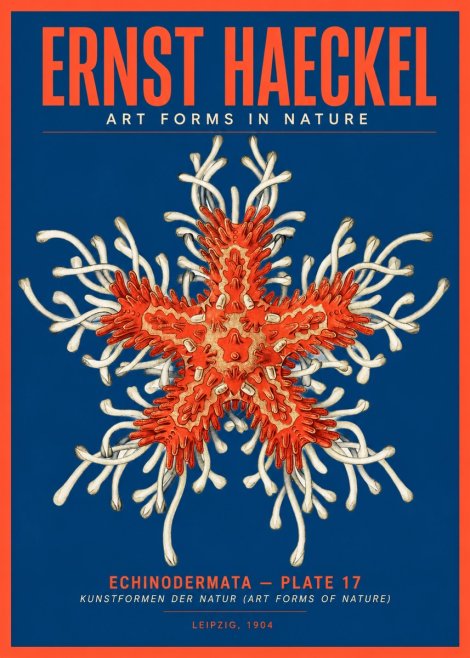 Ernst Haeckel Asteroidea Echinodermata Plate 28 No5 - Affiche
