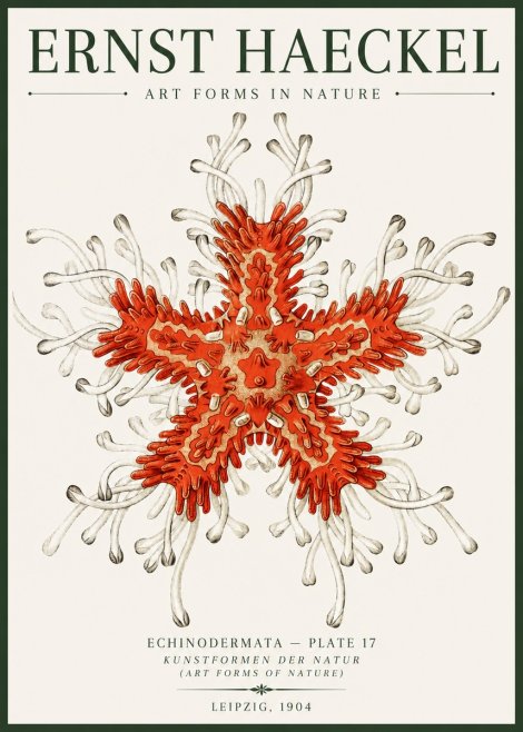 Ernst Haeckel Asteroidea Echinodermata Plate 28 No6 - Affiche