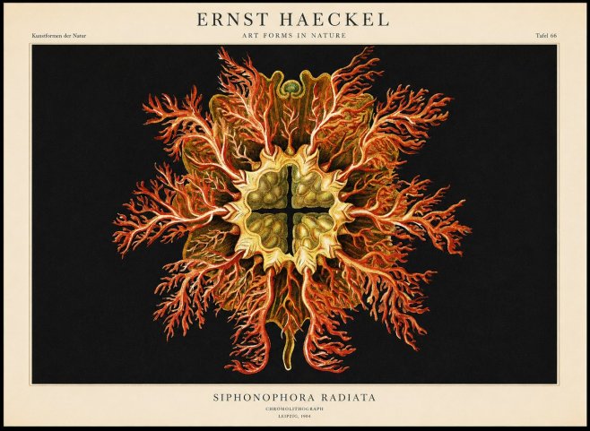 Ernst Haeckel Marine Organism No2 - Affiche