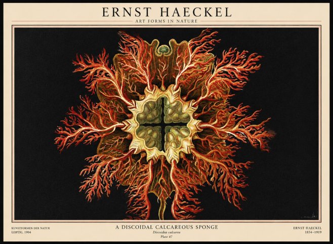 Ernst Haeckel Marine Organism No3 - Affiche