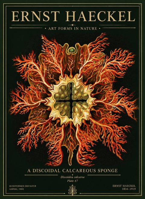 Ernst Haeckel Marine Organism No5 - Affiche