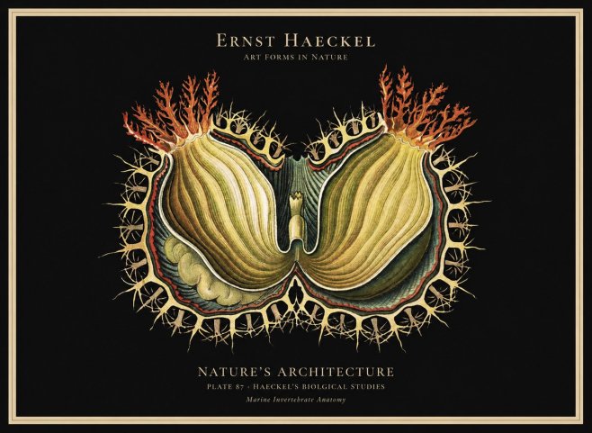 Ernst Haeckel Nature's Architecture No1 - Affiche