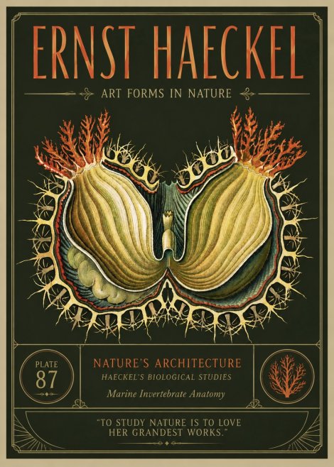 Ernst Haeckel Nature's Architecture No3 - Affiche