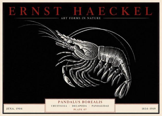 Ernst Haeckel Pandalus Borealis No3 - Affiche