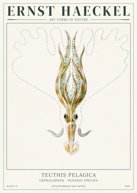 Ernst Haeckel Teuthis Pelagica No1 - Affiche