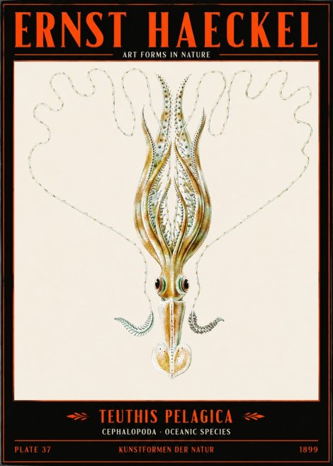 Ernst Haeckel Teuthis Pelagica No2 - Affiche
