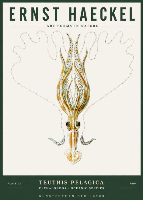 Ernst Haeckel Teuthis Pelagica No3 - Affiche