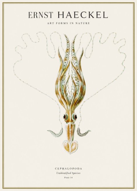 Ernst Haeckel Teuthis Pelagica No4 - Affiche