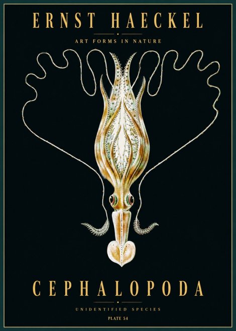 Ernst Haeckel Teuthis Pelagica No5 - Affiche