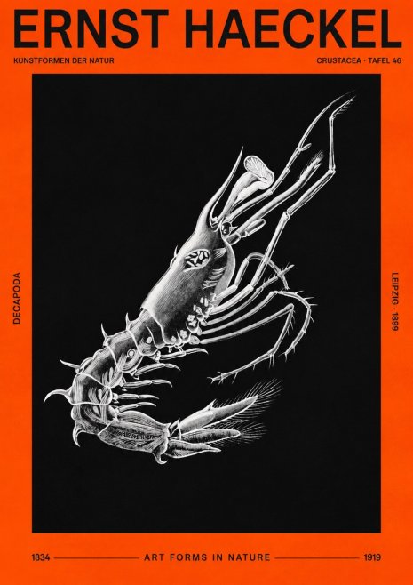 Ernst Haeckel Decapoda the Crustaceans No3 - Affiche