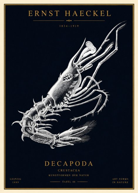 Ernst Haeckel Decapoda the Crustaceans No4 - Affiche