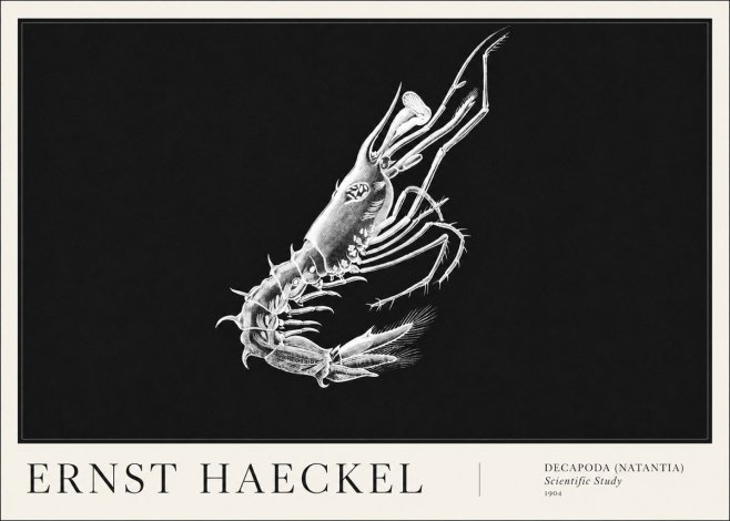 Ernst Haeckel Decapoda the Crustaceans No6 - Affiche