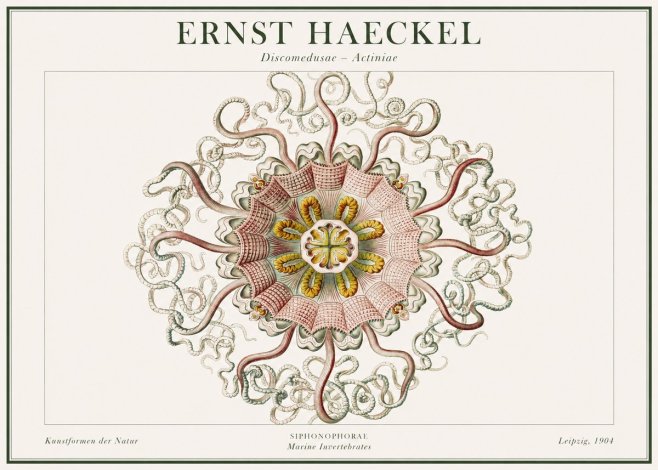 Ernst Haeckel Discomedusae – Actiniae No1 - Affiche