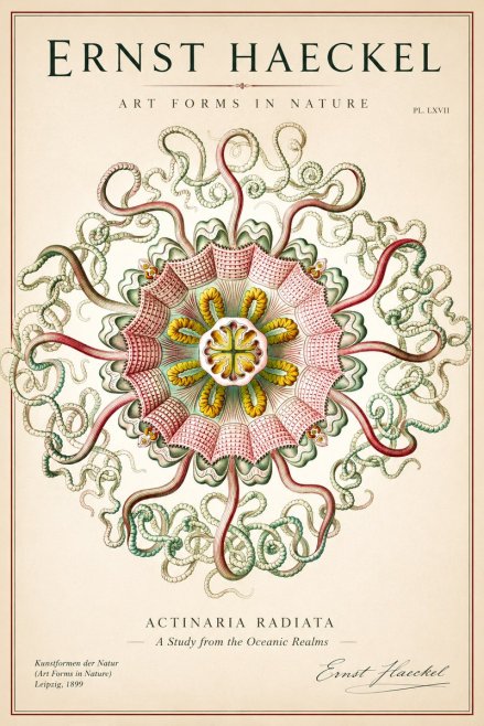 Ernst Haeckel Discomedusae – Actiniae No2 - Affiche