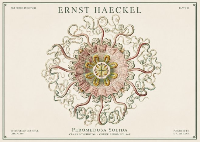 Ernst Haeckel Discomedusae – Actiniae No3 - Affiche