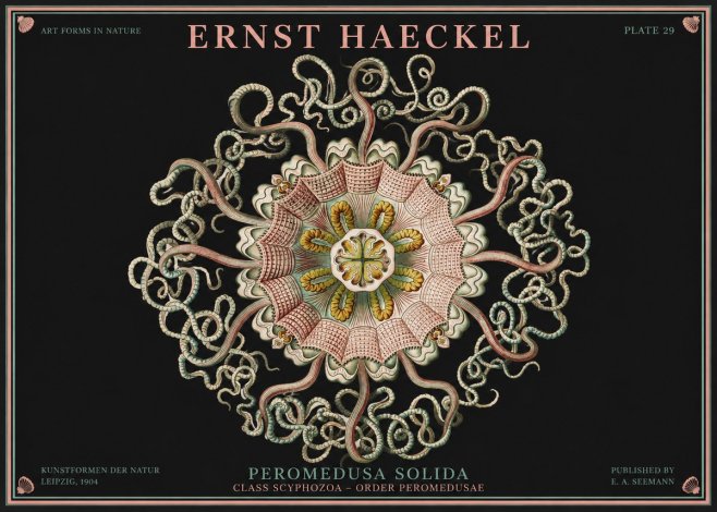 Ernst Haeckel Discomedusae – Actiniae No4 - Affiche
