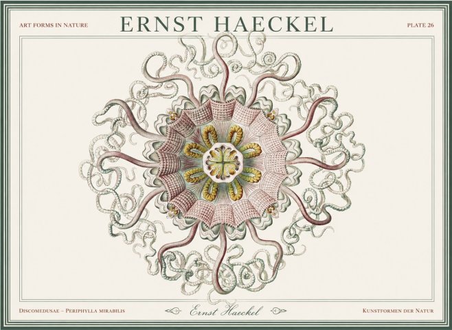 Ernst Haeckel Discomedusae – Actiniae No5 - Affiche