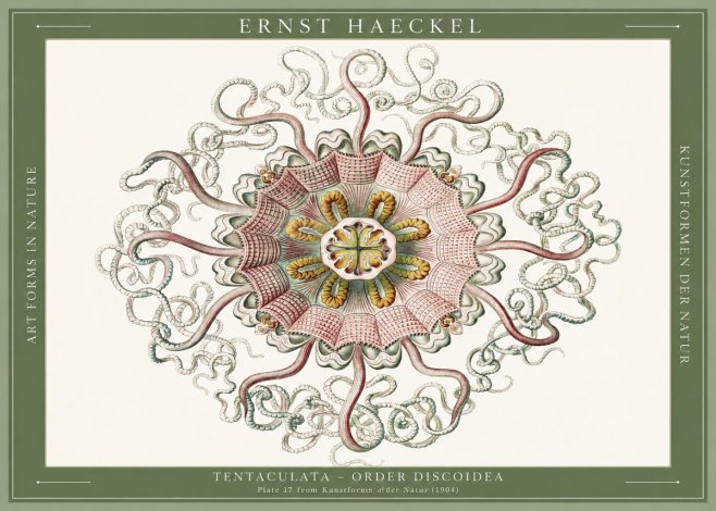 Ernst Haeckel Discomedusae – Actiniae No6 - Affiche