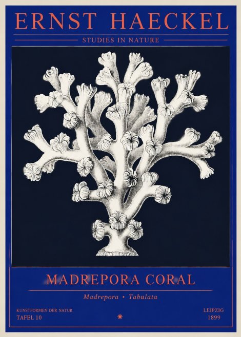 Ernst Haeckel Corallium Rubrum I No4 - Affiche