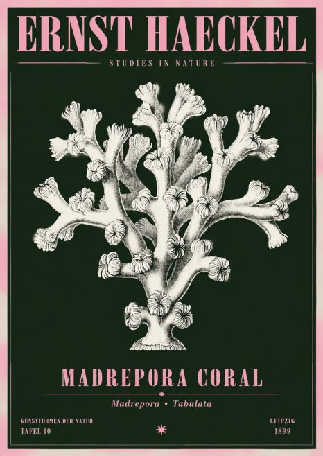 Ernst Haeckel Corallium Rubrum I No5 - Affiche