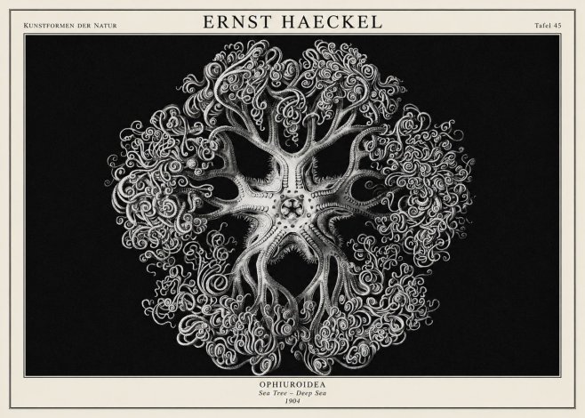 Ernst Haeckel Ophiuroidea Sea Tree - Deep Sea No1 - Affiche