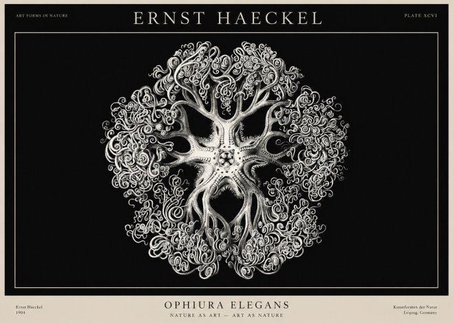 Ernst Haeckel Ophiuroidea Sea Tree - Deep Sea No3 - Affiche