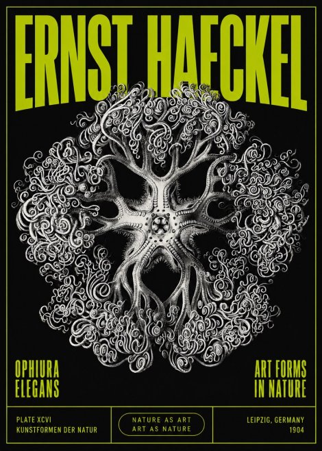 Ernst Haeckel Ophiuroidea Sea Tree - Deep Sea No5 - Affiche