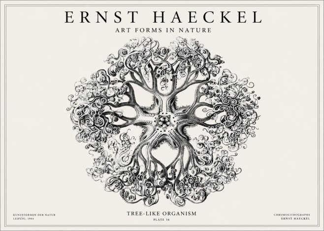 Ernst Haeckel Tree-like Organism No1 - Affiche