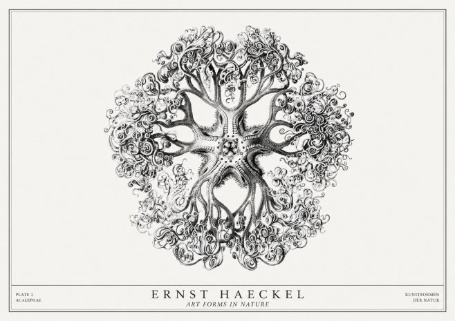 Ernst Haeckel Tree-like Organism No3 - Affiche