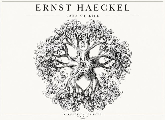 Ernst Haeckel Tree-like Organism No4 - Affiche