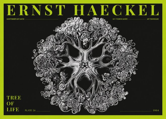 Ernst Haeckel Tree-like Organism No5 - Affiche