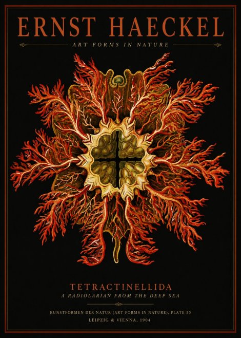 Ernst Haeckel Tetractinellida a Radiolarian from the Deep Sea No2 - Affiche