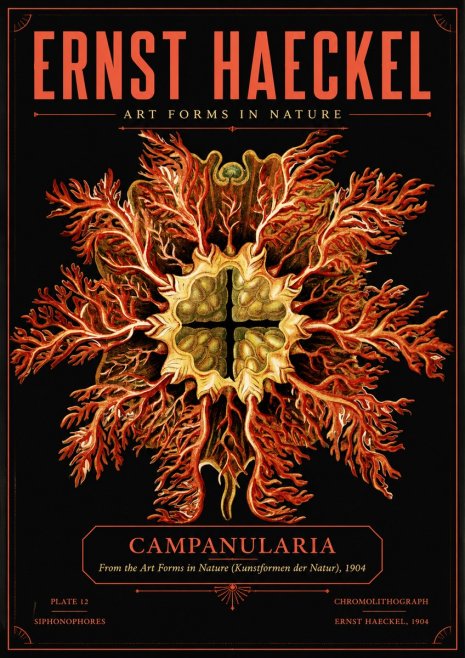 Ernst Haeckel Tetractinellida a Radiolarian from the Deep Sea No5 - Affiche