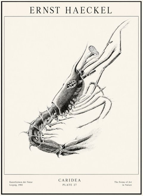 Ernst Haeckel Caridea Plate 27 No1 - Affiche