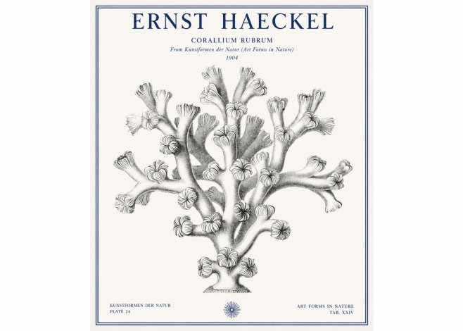 Ernst Haeckel Corallium Rubrum II No1 - Affiche