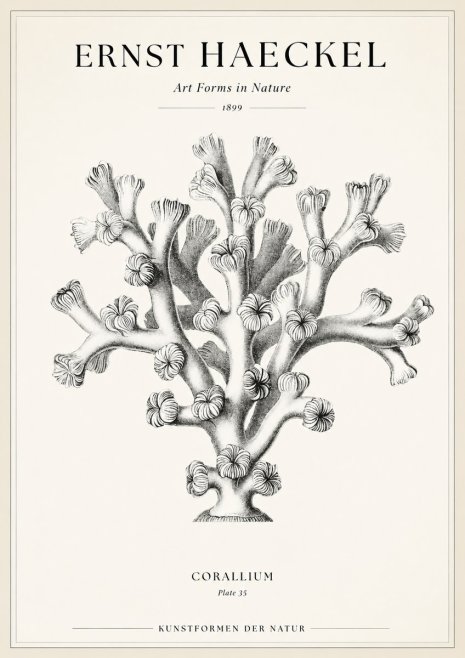 Ernst Haeckel Corallium Rubrum II No2 - Affiche