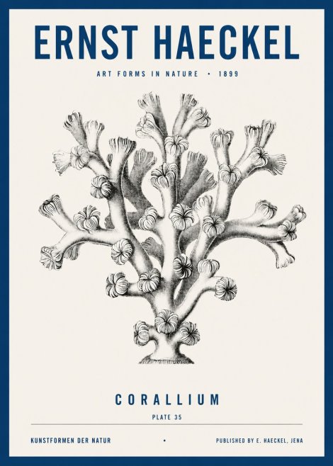 Ernst Haeckel Corallium Rubrum II No4 - Affiche