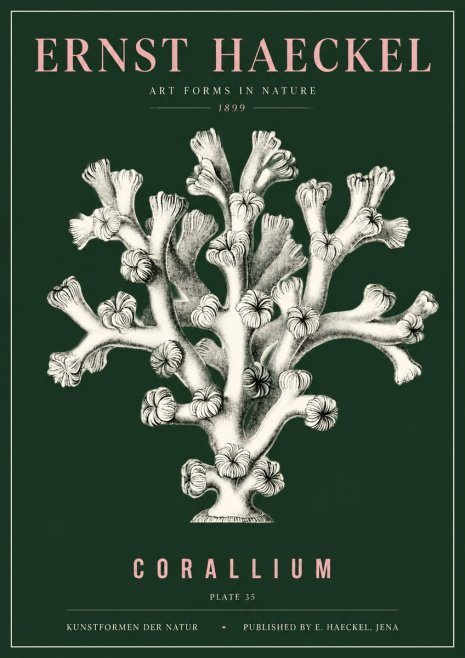 Ernst Haeckel Corallium Rubrum II No5 - Affiche