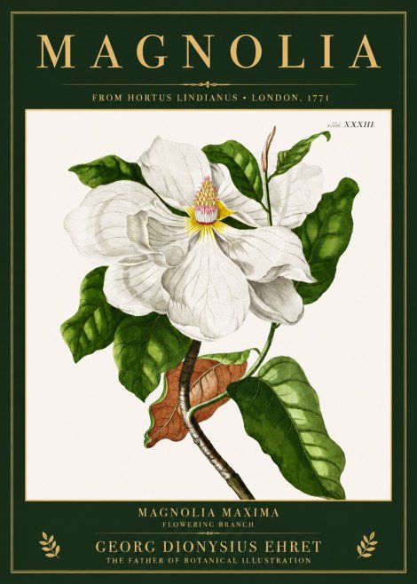 Georg Dionysius Ehret Magnolia Maxima - Flowering Branch No3 - Affiche