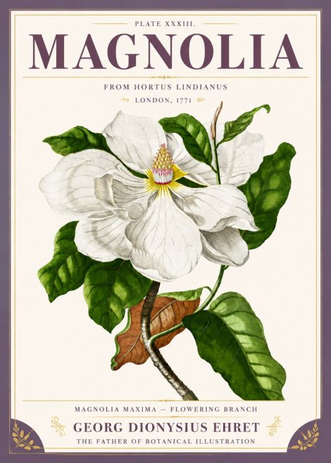 Georg Dionysius Ehret Magnolia Maxima - Flowering Branch No5 - Affiche