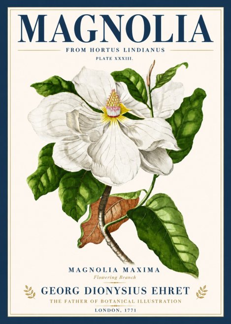 Georg Dionysius Ehret Magnolia Maxima - Flowering Branch No6 - Affiche