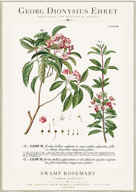 Georg Dionysius Ehret Swamp Rosemary (Ledum Palustre) No1 - Affiche