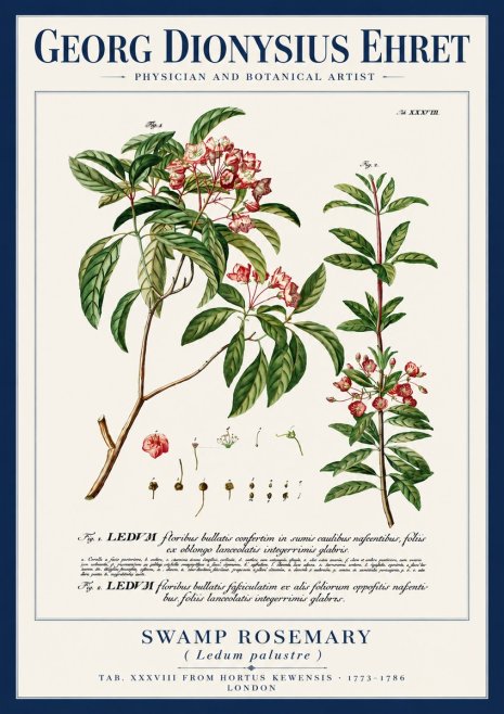 Georg Dionysius Ehret Swamp Rosemary (Ledum Palustre) No4 - Affiche