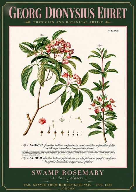 Georg Dionysius Ehret Swamp Rosemary (Ledum Palustre) No6 - Affiche