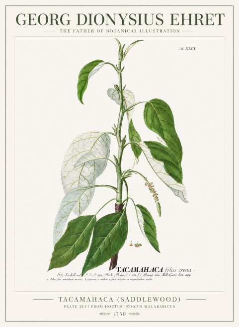 Georg Dionysius Ehret Tacamahaca (Saddlewood) No1 - Affiche