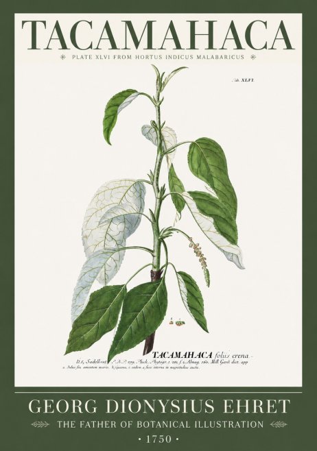 Georg Dionysius Ehret Tacamahaca (Saddlewood) No2 - Affiche
