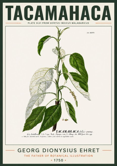 Georg Dionysius Ehret Tacamahaca (Saddlewood) No4 - Affiche